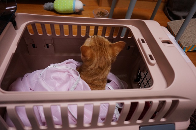 f:id:hiraryo0201:20161105101019j:plain