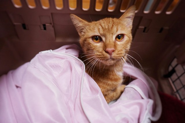 f:id:hiraryo0201:20161105101031j:plain