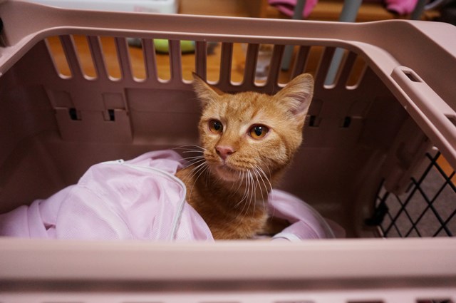 f:id:hiraryo0201:20161105101045j:plain