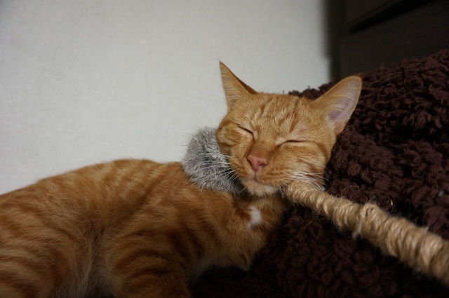 f:id:hiraryo0201:20161105101053j:plain