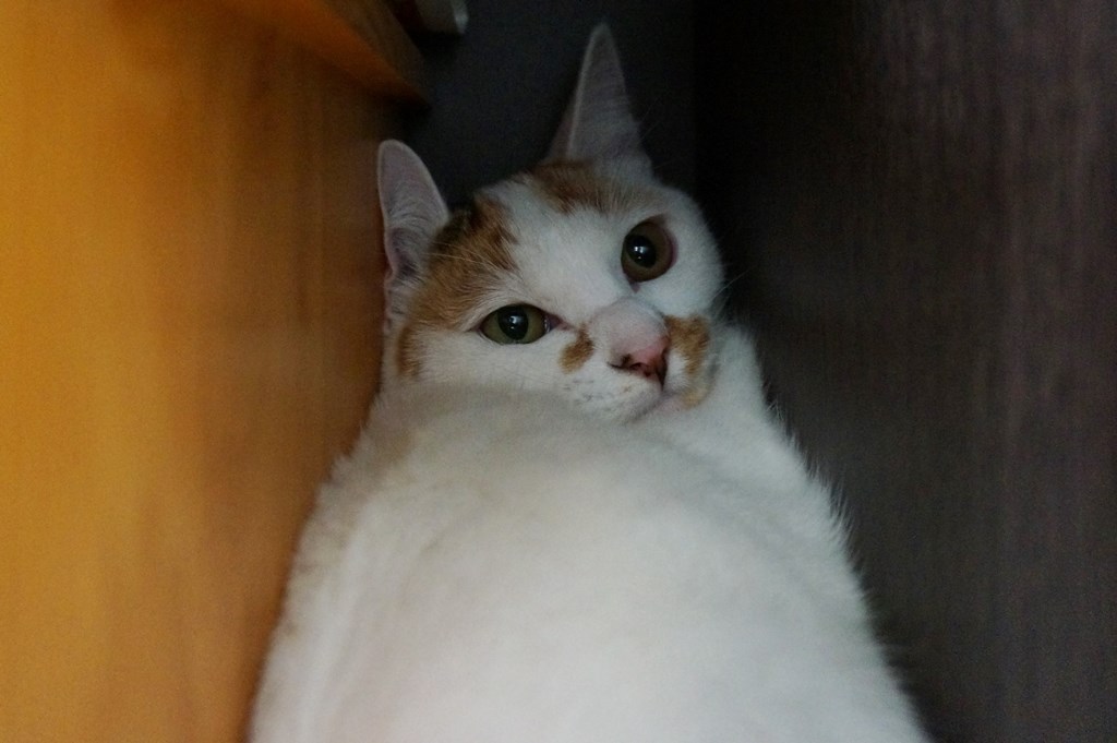 f:id:hiraryo0201:20161105234015j:plain