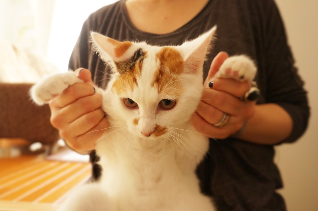 f:id:hiraryo0201:20161105234051j:plain