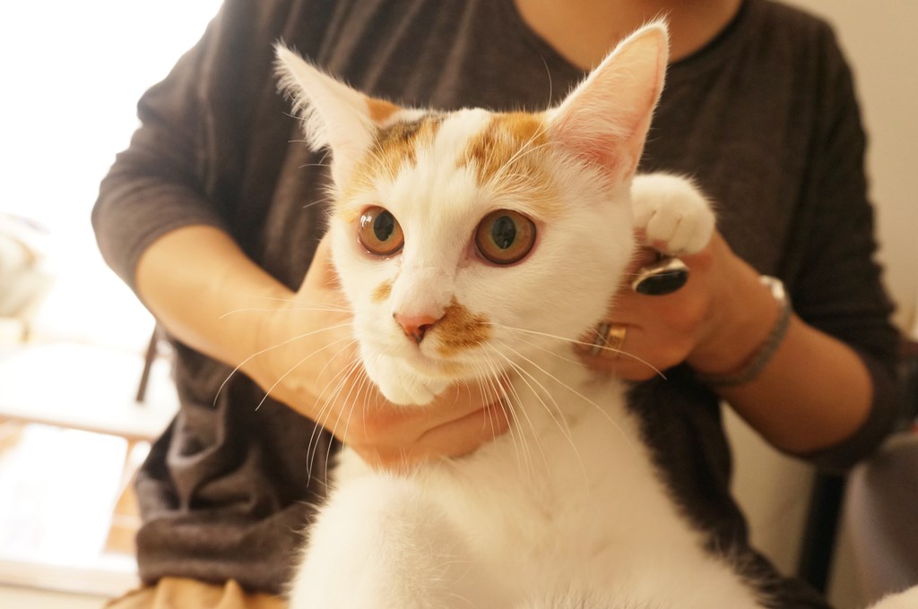 f:id:hiraryo0201:20161105234124j:plain