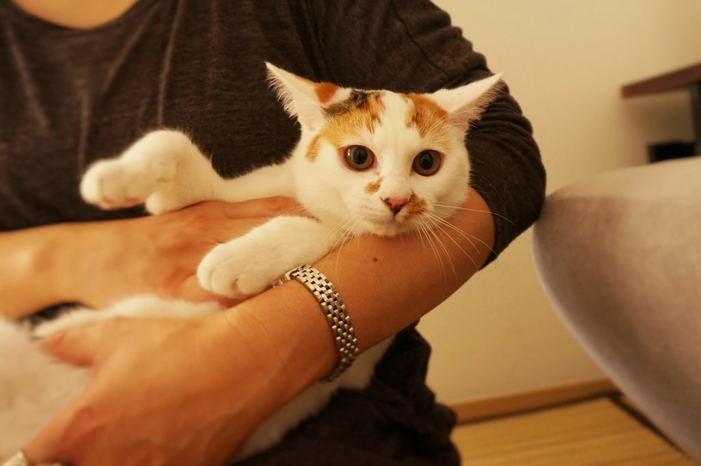 f:id:hiraryo0201:20161105234144j:plain