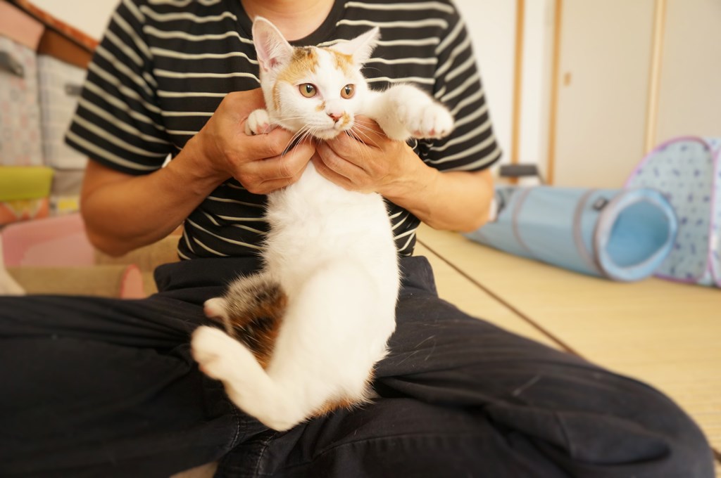 f:id:hiraryo0201:20161105234209j:plain