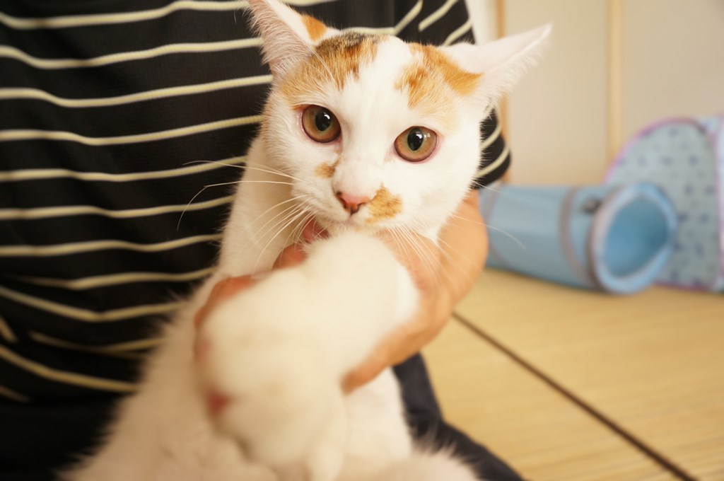 f:id:hiraryo0201:20161105234227j:plain