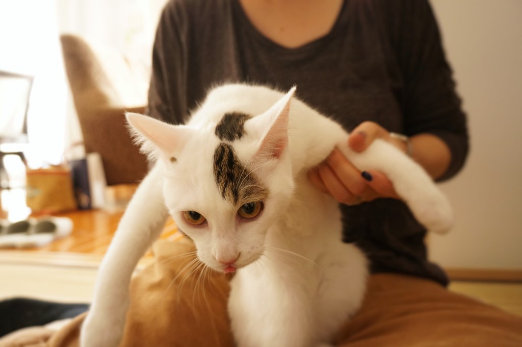 f:id:hiraryo0201:20161105234249j:plain