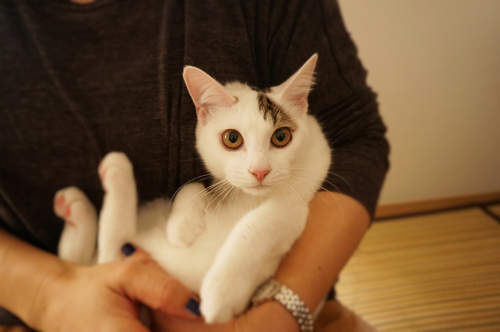 f:id:hiraryo0201:20161105234320j:plain