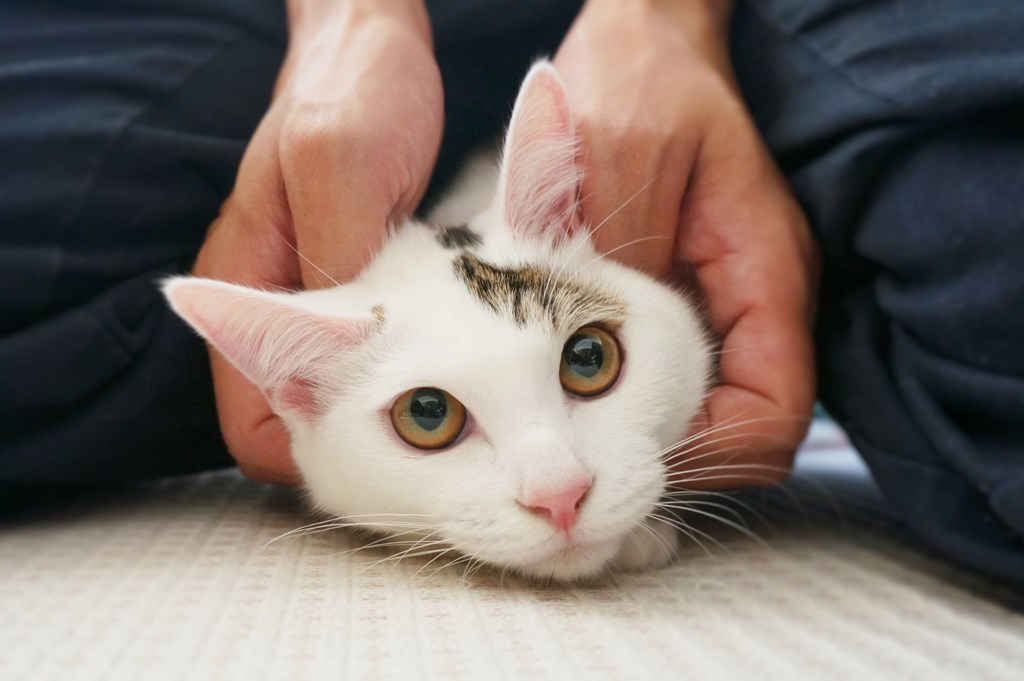 f:id:hiraryo0201:20161105234413j:plain