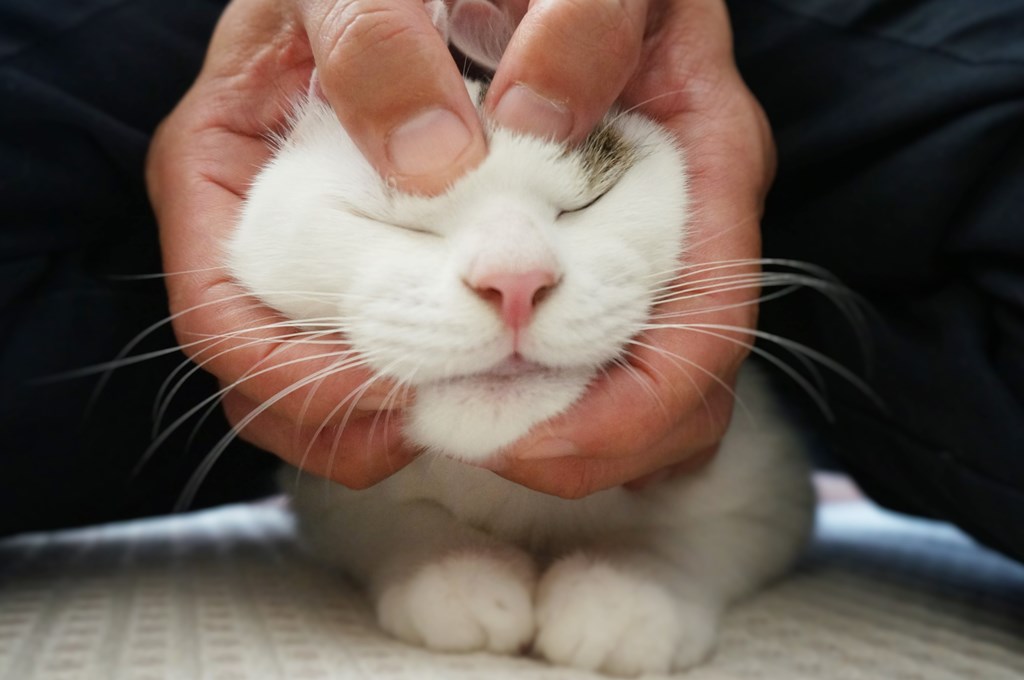 f:id:hiraryo0201:20161105234456j:plain