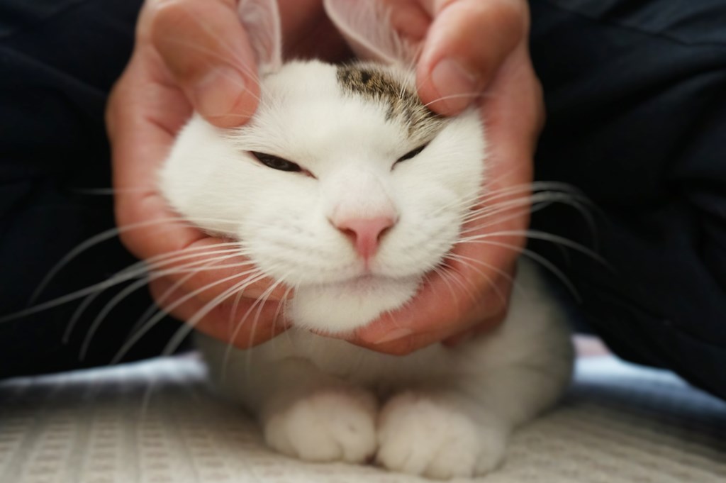 f:id:hiraryo0201:20161105234518j:plain