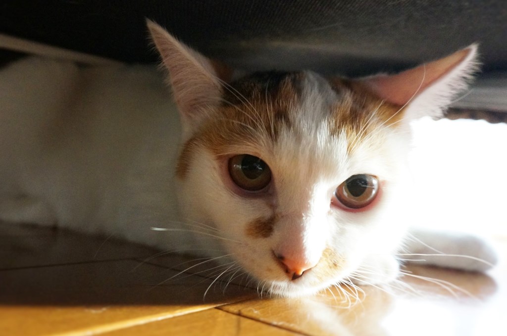 f:id:hiraryo0201:20161105234603j:plain