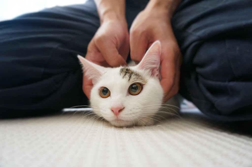 f:id:hiraryo0201:20161105234622j:plain