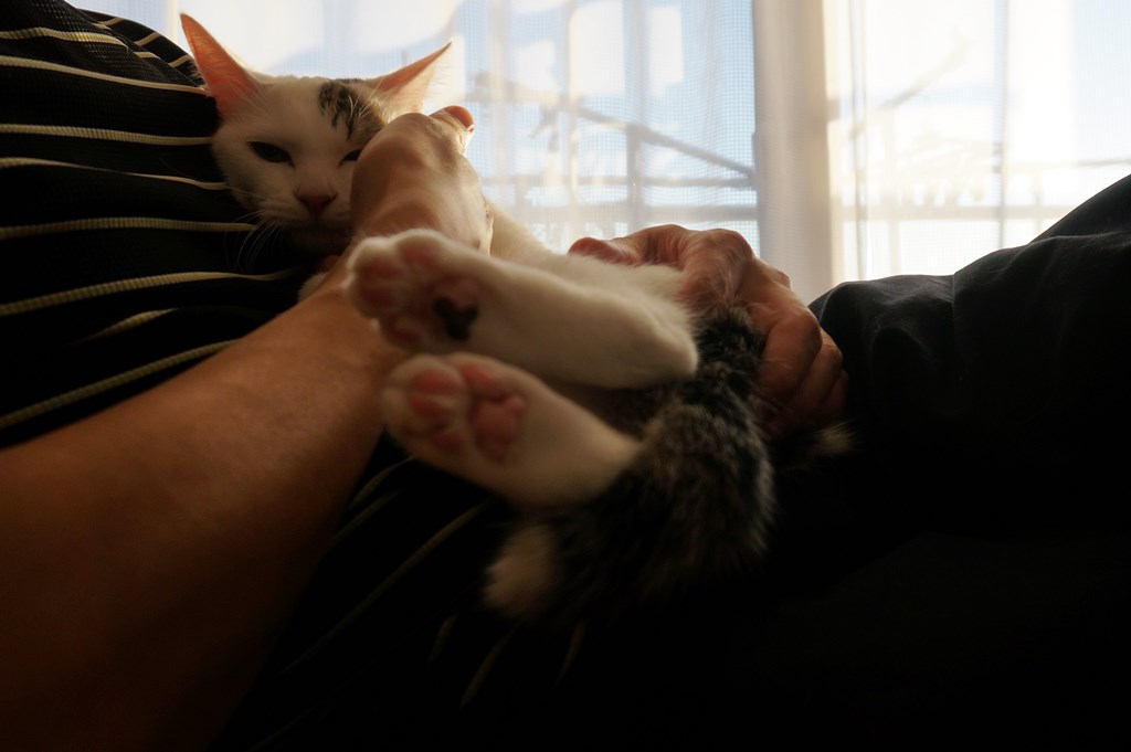 f:id:hiraryo0201:20161105234645j:plain