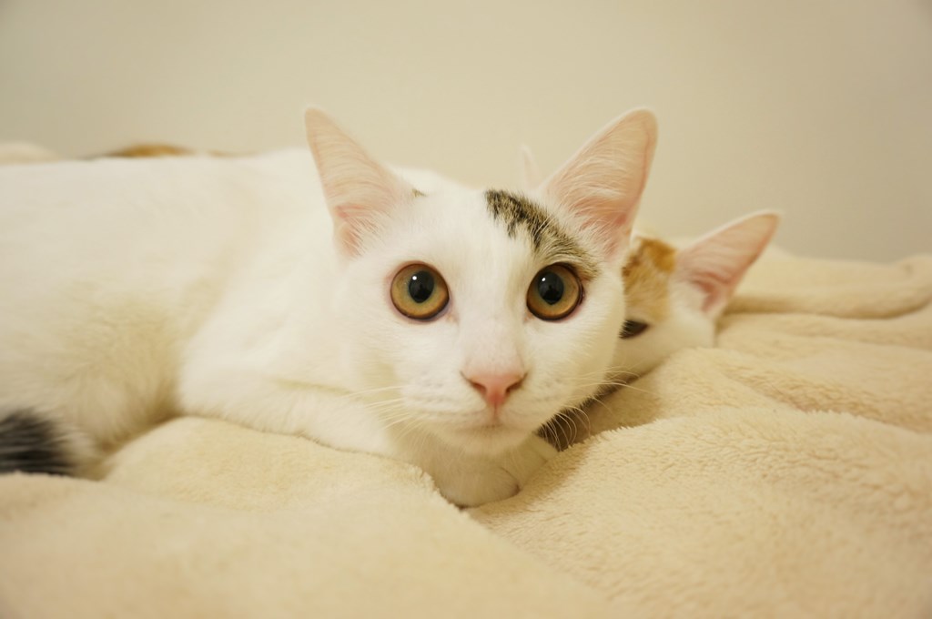 f:id:hiraryo0201:20161105234708j:plain