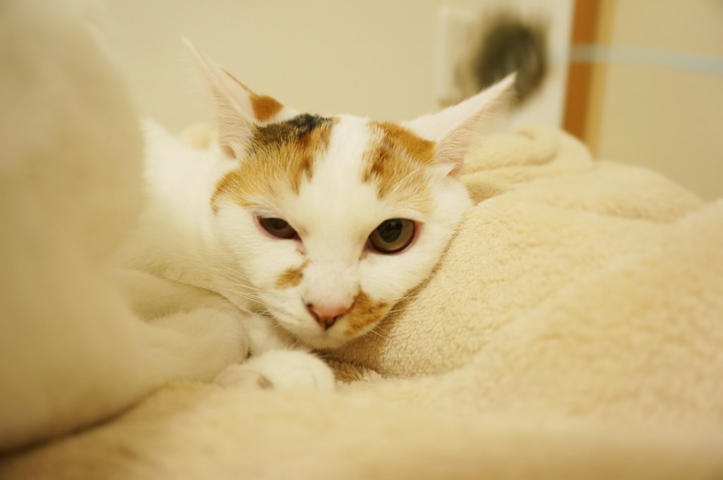 f:id:hiraryo0201:20161105234719j:plain