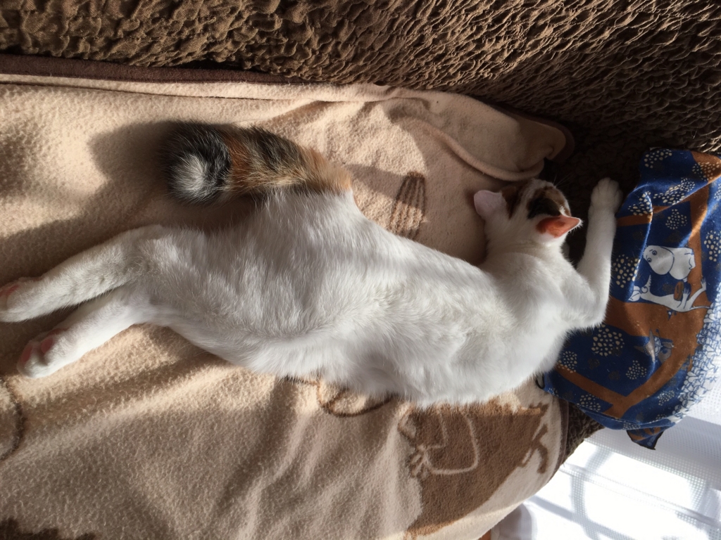 f:id:hiraryo0201:20161106112957j:plain