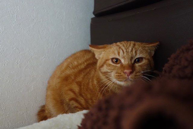 f:id:hiraryo0201:20161107123249j:plain f:id:hiraryo0201:20161107123249j:plain