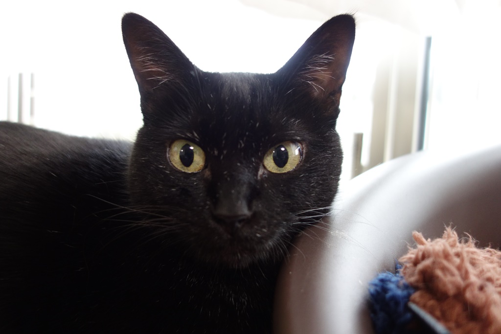 f:id:hiraryo0201:20161110101805j:plain f:id:hiraryo0201:20161110101805j:plain