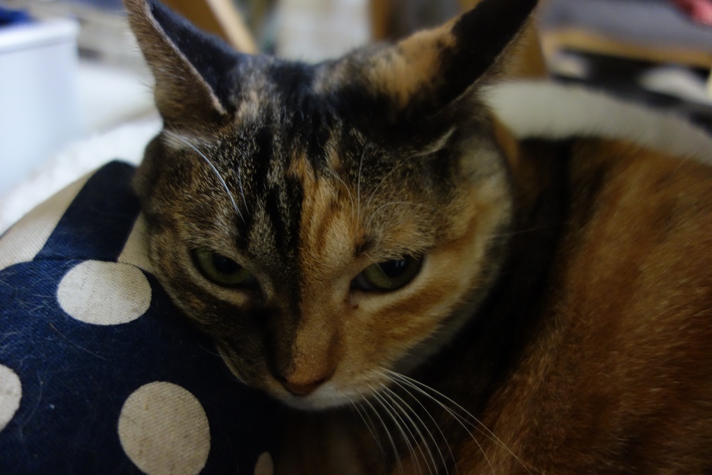 f:id:hiraryo0201:20161110101815j:plain f:id:hiraryo0201:20161110101815j:plain