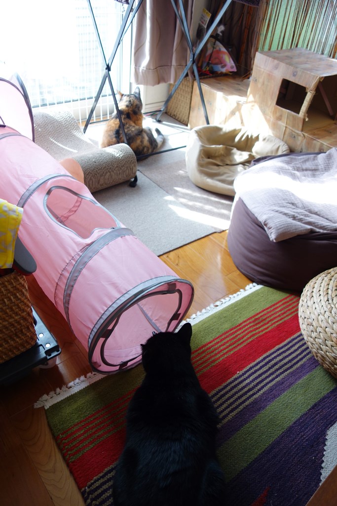 f:id:hiraryo0201:20161110101826j:plain f:id:hiraryo0201:20161110101826j:plain