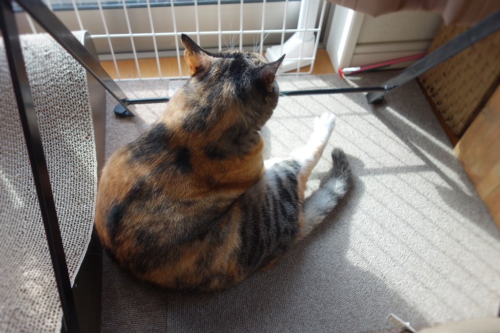 f:id:hiraryo0201:20161110101910j:plain f:id:hiraryo0201:20161110101910j:plain