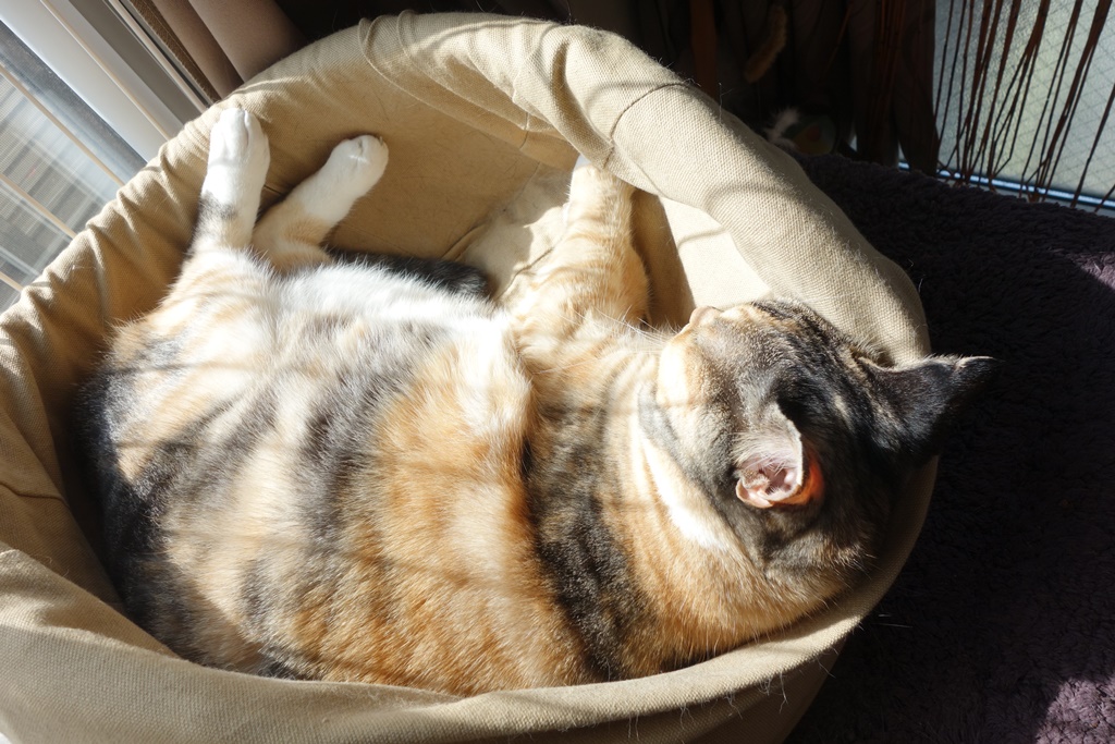 f:id:hiraryo0201:20161110102018j:plain f:id:hiraryo0201:20161110102018j:plain