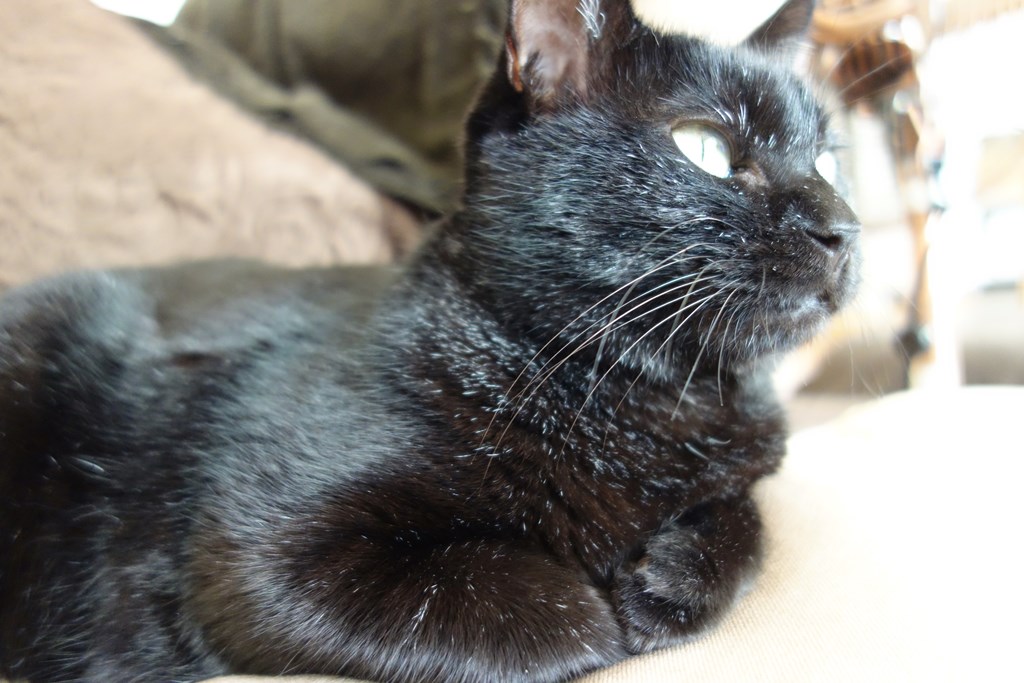 f:id:hiraryo0201:20161110102029j:plain f:id:hiraryo0201:20161110102029j:plain