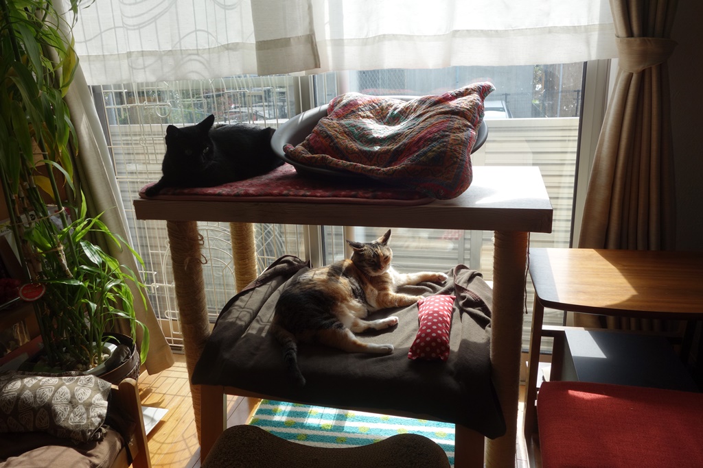 f:id:hiraryo0201:20161110102047j:plain f:id:hiraryo0201:20161110102047j:plain