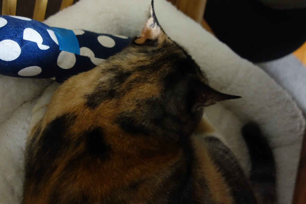 f:id:hiraryo0201:20161110102108j:plain f:id:hiraryo0201:20161110102108j:plain