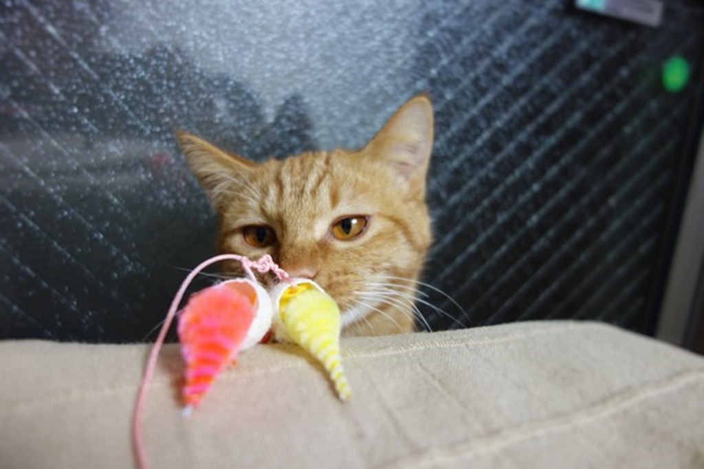 f:id:hiraryo0201:20161110221229j:plain f:id:hiraryo0201:20161110221229j:plain