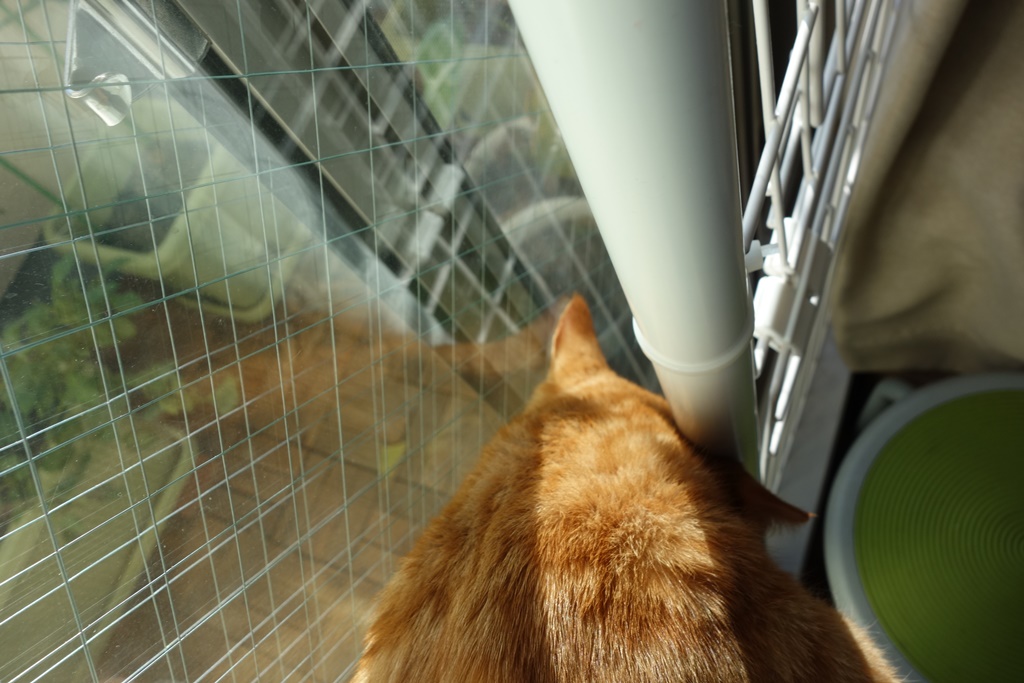 f:id:hiraryo0201:20161110221331j:plain f:id:hiraryo0201:20161110221331j:plain