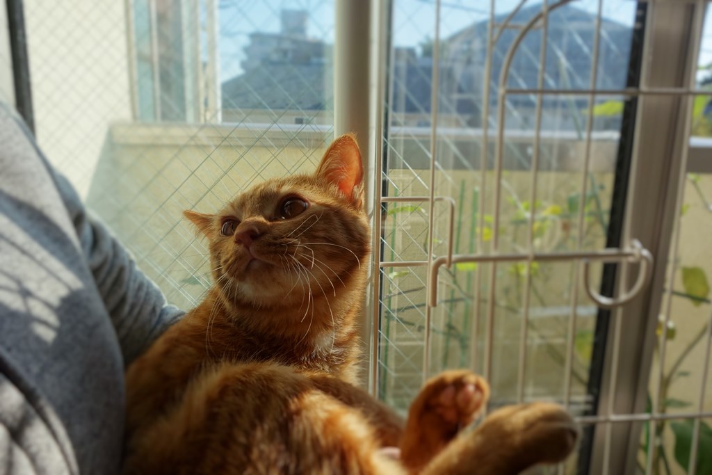 f:id:hiraryo0201:20161110221351j:plain f:id:hiraryo0201:20161110221351j:plain