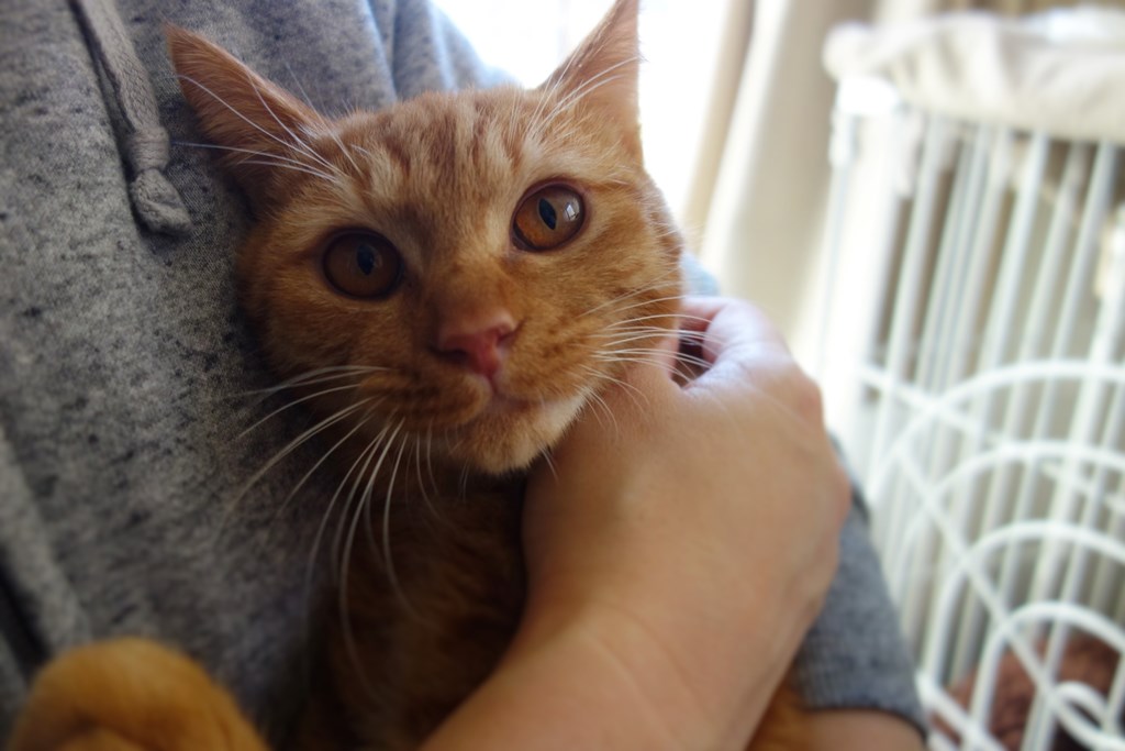 f:id:hiraryo0201:20161110221416j:plain f:id:hiraryo0201:20161110221416j:plain