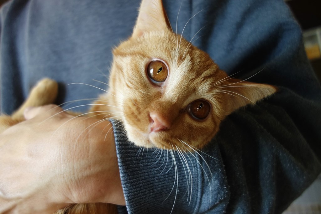 f:id:hiraryo0201:20161110221435j:plain f:id:hiraryo0201:20161110221435j:plain