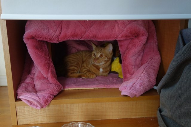 f:id:hiraryo0201:20161110222403j:plain f:id:hiraryo0201:20161110222403j:plain