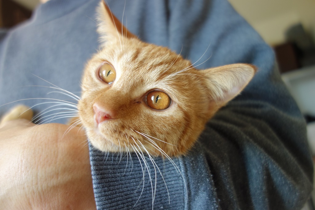 f:id:hiraryo0201:20161111195910j:plain f:id:hiraryo0201:20161111195910j:plain