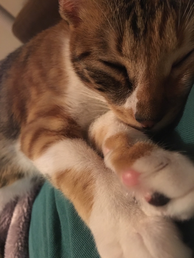 f:id:hiraryo0201:20161113090953j:plain