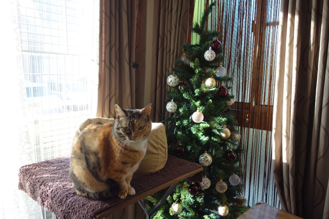 f:id:hiraryo0201:20161113100309j:plain