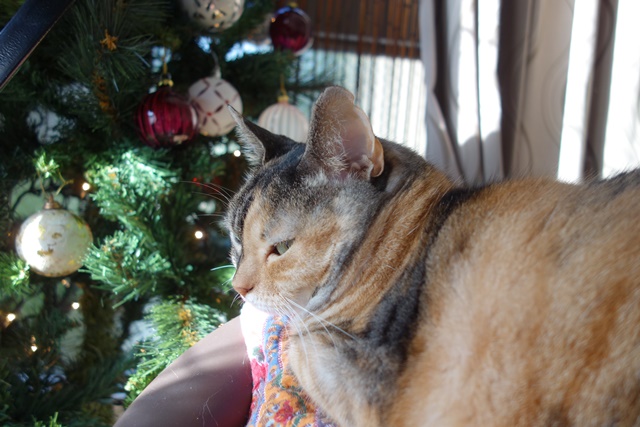 f:id:hiraryo0201:20161113100541j:plain