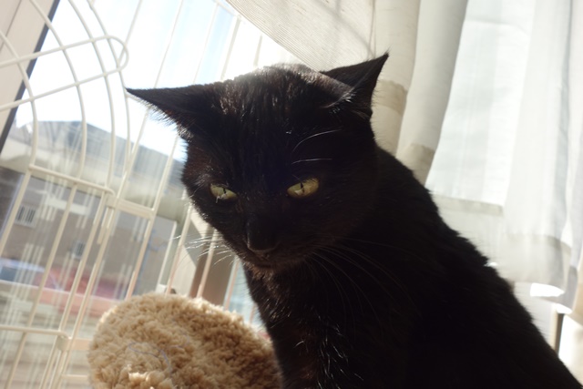 f:id:hiraryo0201:20161113100823j:plain