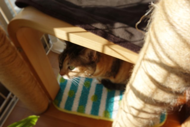 f:id:hiraryo0201:20161113100834j:plain