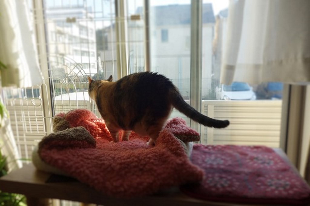 f:id:hiraryo0201:20161113103650j:plain f:id:hiraryo0201:20161113103650j:plain