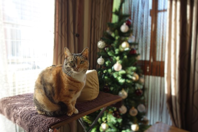 f:id:hiraryo0201:20161113195416j:plain