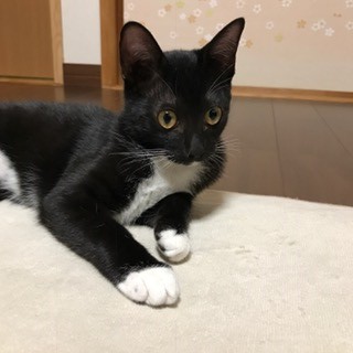 f:id:hiraryo0201:20161115113114j:plain