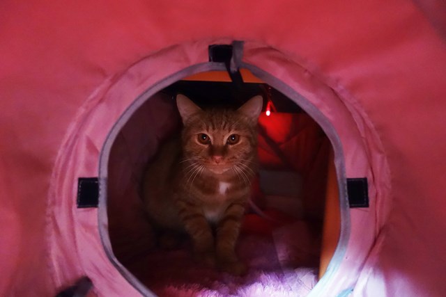 f:id:hiraryo0201:20161116090530j:plain