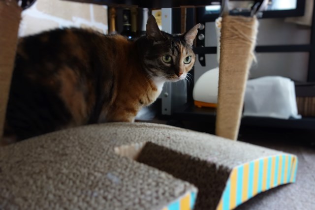 f:id:hiraryo0201:20161116093718j:plain f:id:hiraryo0201:20161116093718j:plain