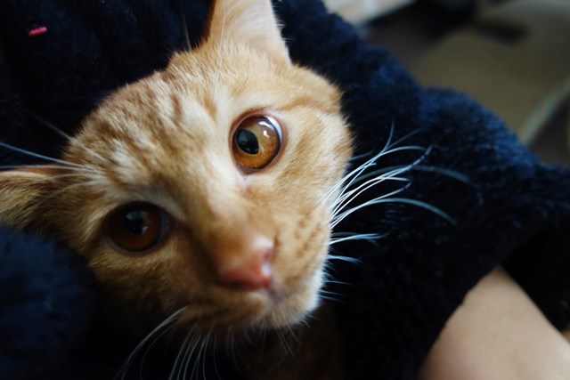 f:id:hiraryo0201:20161118221859j:plain