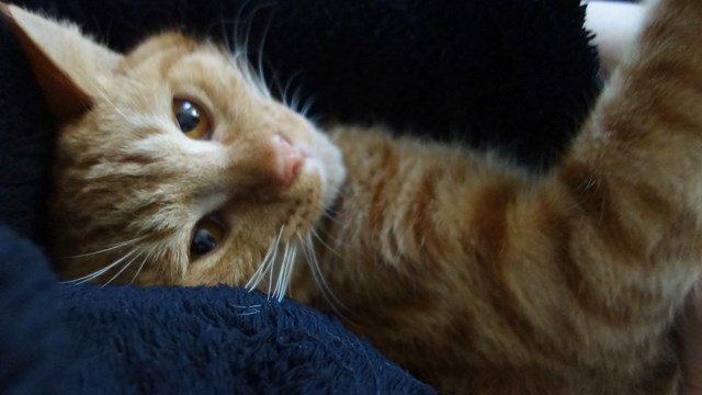 f:id:hiraryo0201:20161118221912j:plain