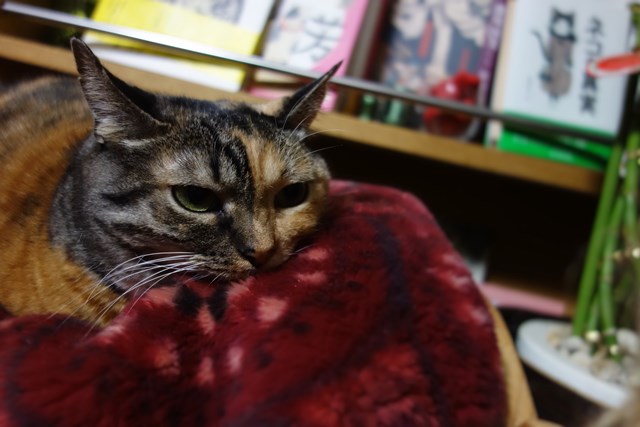 f:id:hiraryo0201:20161118222101j:plain